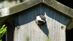 Black-capped Chickadee in a nest box