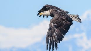 Adult Bald Eagle flying with wings outstretched, with partly cloudy sky behind it