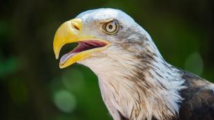 An immature Bald Eagle has its large yellow beak open while it pants to dissipate heat. 