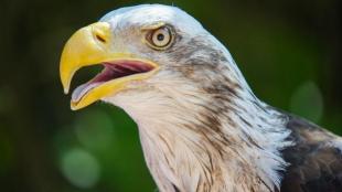 Una foto en primer plano de un águila cabeza blanca con la boca abierta