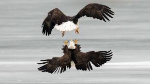 Two Bald Eagles approaching each other in flight, talons extended