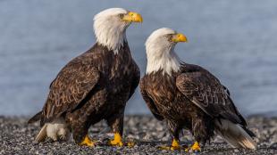 Male and female Bald Eagle pair