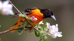 Baltimore Oriole on flowering branch