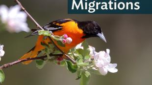 Male Baltimore Oriole perched on a flowering branch