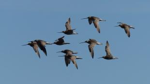 Bar-tailed Godwit flock