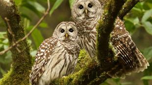 Pair of Barred Owls perched on a branch