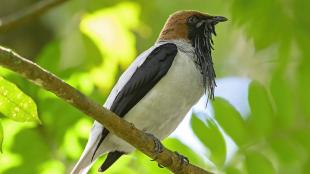 A male Bearded Bellbird perched on a branch, sunlight filtering through leaves behind it. The bellbird is seen in right profile, and the black edge of its wings contrast sharply against its white body. The head is a light cocoa brown, with black on the front of the face and the black wattles cascading from beneath its black beak.