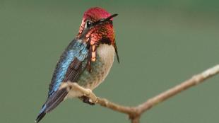 A male Bee Hummingbird perched on a branch