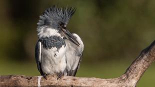 Male Belted Kingfisher facing the camera, his head turned to the left as he preens beneath his raised left wing. 