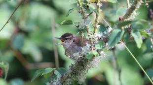 A Bewick's Wren calls from a thin branch in thick vegetation.