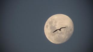 A migrating bird is silhouetted against a near-full moon in the night sky.