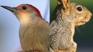 A Red-bellied Woodpecker and a Fox Squirrel