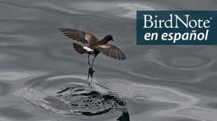 A dark brown bird with wings outstretched as its long slender legs just touch the surface of the water. "BirdNote en Español" appears in the top right corner