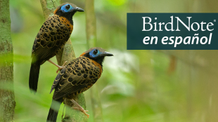 Pair of Ocellated Antbirds perched in Panamanian forest. "BirdNote en Español" appears in the upper right corner.