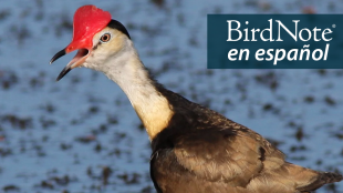 Comb-crested Jacana carrying a chick. "BirdNote en Español" appears above the bird.