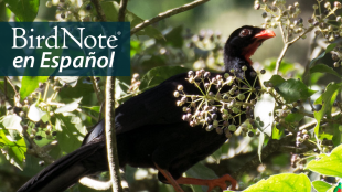 Una chachalaca negra (Penelopina nigra) se esconde en hojas y ramas. "BirdNote en Español" aparece en la esquina superior izquierda.