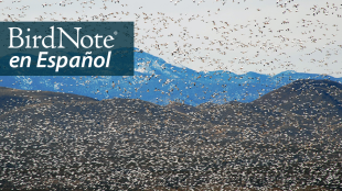 Flock of Snow Geese in flight. "BirdNote en Español" appears in the top left corner.