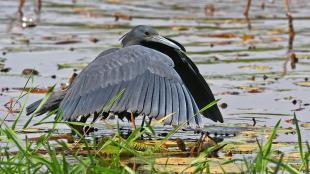 A Black Heron standing in water, "tenting" its wings to make a shade over the water to attract fish.