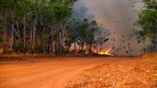 Una foto de una carretera con árboles altos a ambos lados. Al final de la calle, hay una hoguera ardiente con aves volando entre el humo.