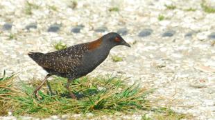A Black Rail walking across a grassy area in sunlight, showing its dark plumage and bright red eye.