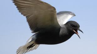 A Black Tern in flight