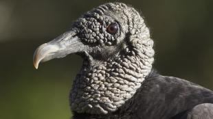 Close up of a Black Vulture's face