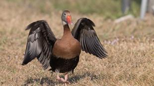 Black-bellied Whistling Duck standing on grass, with its wings outstretched