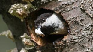 A Black-capped Chickadee peering out of a nest hole holding a fecal sac in its beak