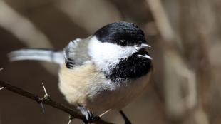 Black-capped Chickadee singing, perched on a branch in sunshine