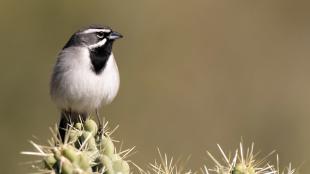 A Black-throated Sparrow perching on a cactus against a blurred brown background.