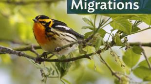 Blackburnian Warbler perched on leafy branch and showing its bright orange breast, and black-and-orange striped head and dark wings