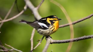 Blackburnian Warbler perched on leafy branch and showing its bright orange breast, and black-and-orange striped head and dark wings