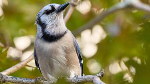 A Blue Jay perched amidst leafy greenery and dappled light. The bird is looking up and to its left in a contemplative pose.
