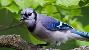 Blue Jay in closeup, showing the light blue/gray body with bright blue on wings and black mask and collar markings
