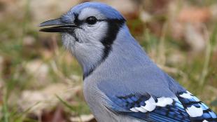 Close view of a Blue Jay looking over its shoulder on leaf-strewn grassy area
