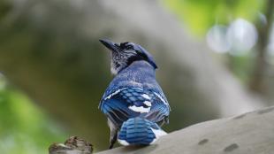 A Blue Jay with its back to the viewer, looking up over its right shoulder in a quizzical or thoughtful pose