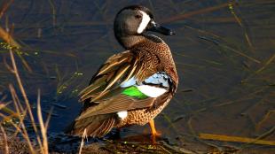 A male Blue-winged Teal stands at water's edge as sunlight highlights the colors on his feathers