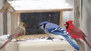 Bluejay and Northern Cardinals at a bird feeder