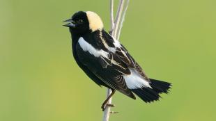 A male Bobolink seen in profile clinging to a slender reed and singing