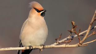 Bohemian Waxwing perched on branch