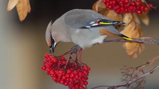 Bohemian Waxwing stands on a branch of a rowan tree, eating a berry