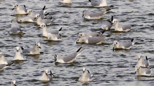 Bonaparte's Gulls feeding from the surface of the ocean.