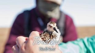 A Semipalmated Sandpiper is being held; "Threatened" and BirdNote" both show on the bottom of the image.