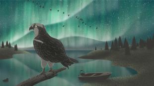 A bird of prey looks out over the Boreal Forest