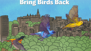 Season 9 of BirdNote's Bring Birds Back is coming!
