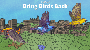 Season 9 of BirdNote's Bring Birds Back is coming!