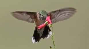 Broad-tailed hummingbird hovering while drinking nectar from a coral-colored blossom