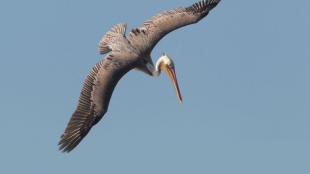 Brown Pelican soaring against a blue sky