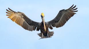 Brown Pelican coming in for landing, wings outstretched.