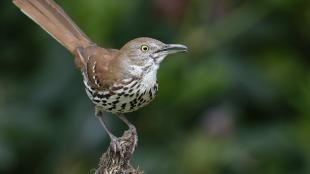 A Brown Thrasher, its long tail angled upward, its head turned to its left and beak open as it sings